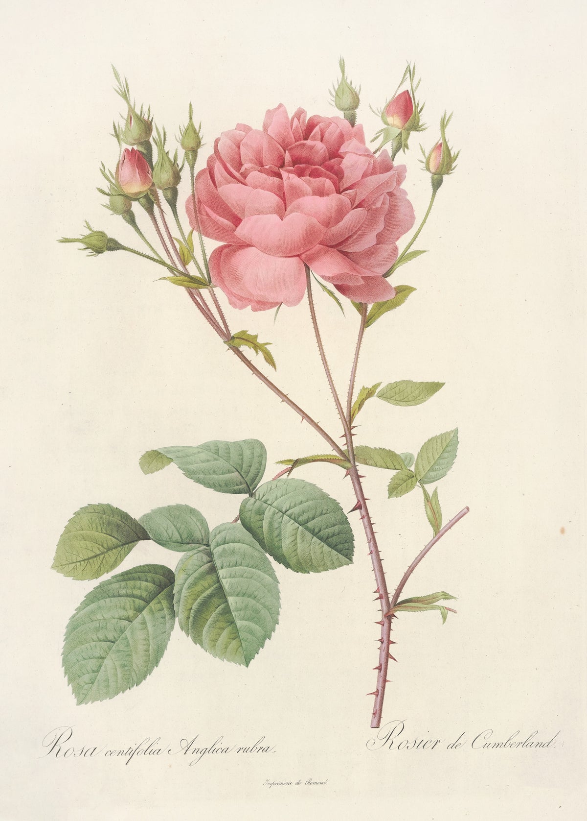 Les Roses: Rosa Centifolia Anglica Rubra by Pierre-Joseph Redouté — A full pink double rose with a spray of nine buds