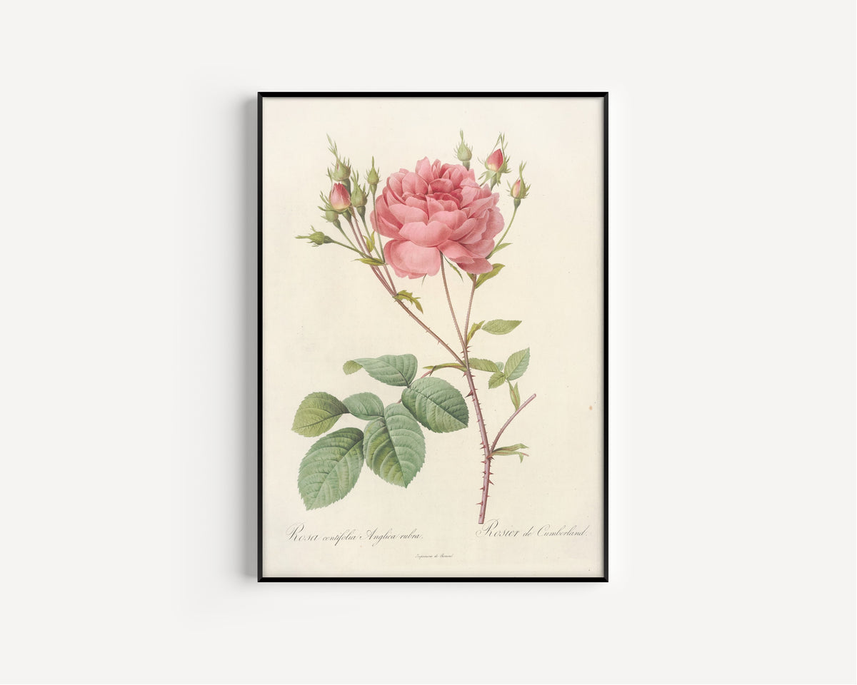 Framed art print of Les Roses: Rosa Centifolia Anglica Rubra by Pierre-Joseph Redouté, in a slim black frame on a plain white wall