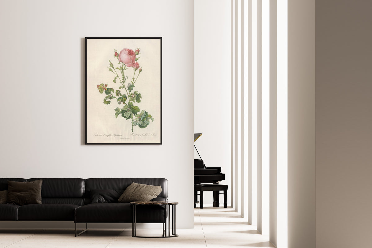 Framed art print of Les Roses: Rosa Centifolia Bipinnata by Pierre-Joseph Redouté, on the wall of a minimal living room