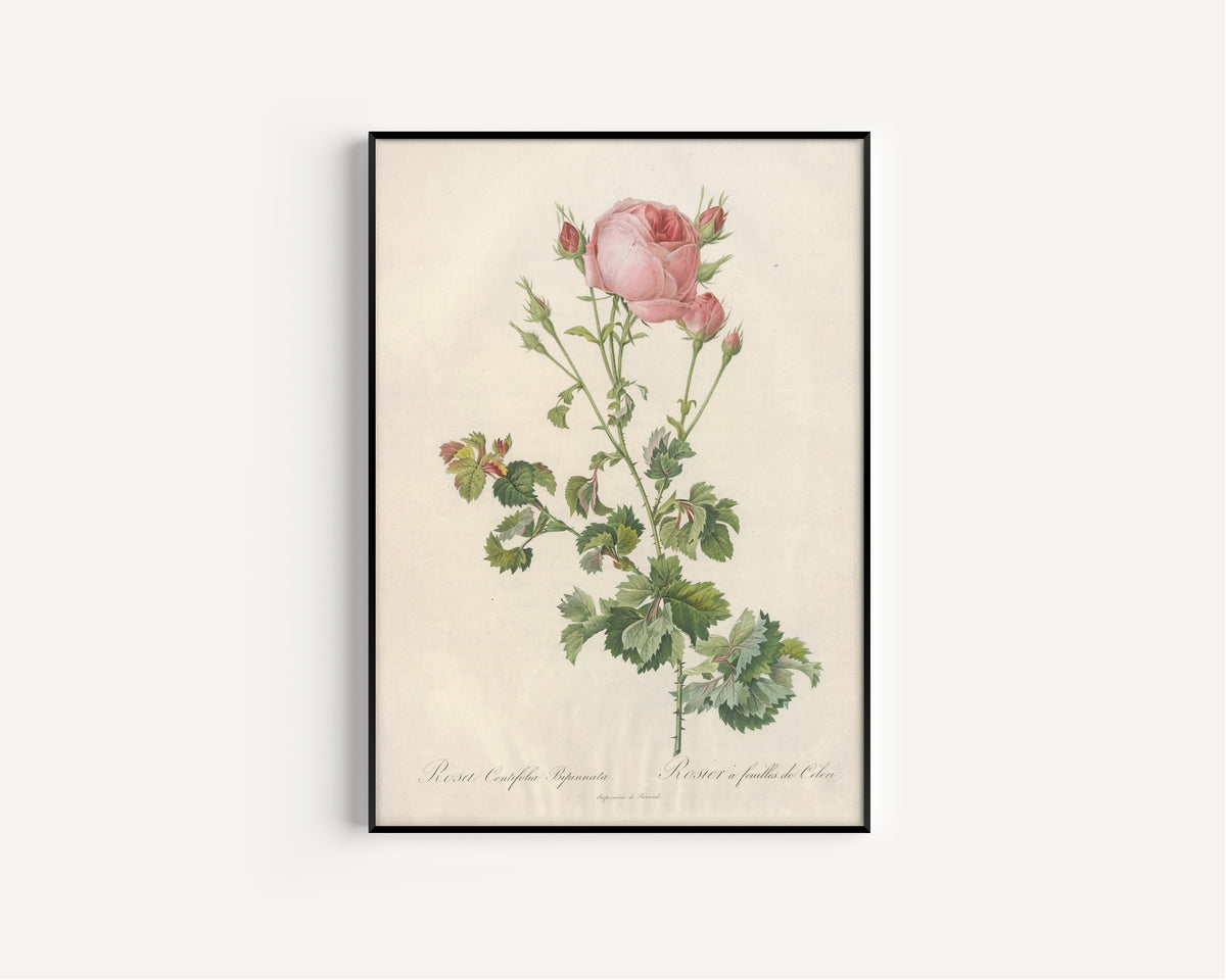 Framed art print of Les Roses: Rosa Centifolia Bipinnata by Pierre-Joseph Redouté, in a slim black frame on a plain white wall
