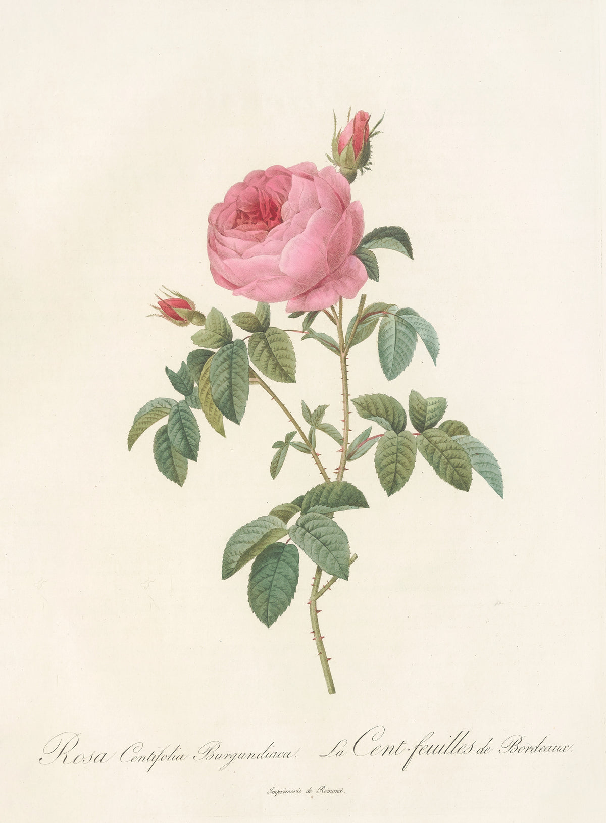 Les Roses: Rosa Centifolia Burgundiaca by Pierre-Joseph Redouté — A large rose-pink double rose above two crimson buds on a thin stem