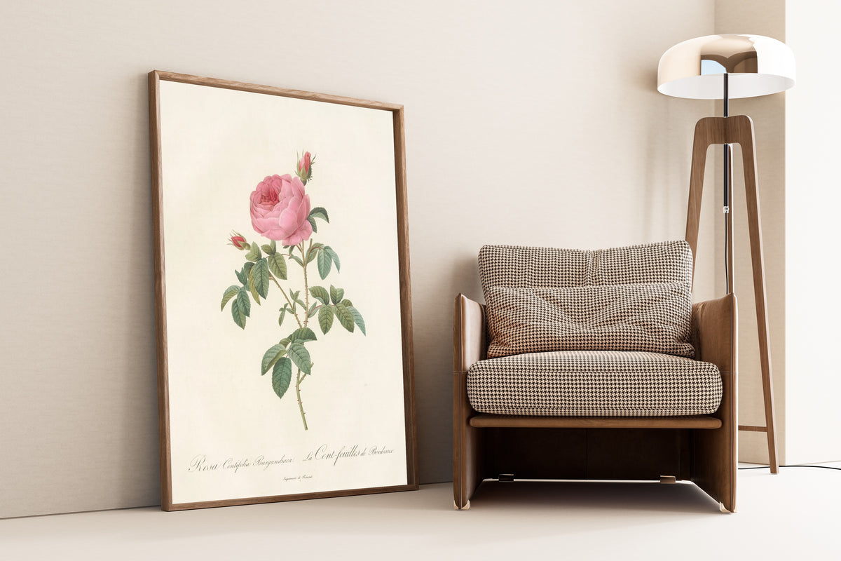 Framed art print of Les Roses: Rosa Centifolia Burgundiaca by Pierre-Joseph Redouté, leaning against a wall beside an armchair and a floor lamp