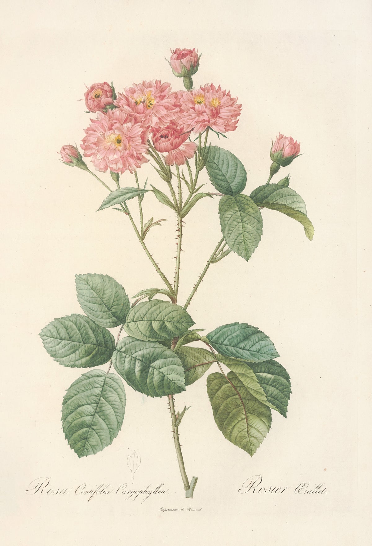 Les Roses: Rosa Centifolia Caryophyllea by Pierre-Joseph Redouté — A cluster of pink roses with narrow, fringed petals and golden eyes