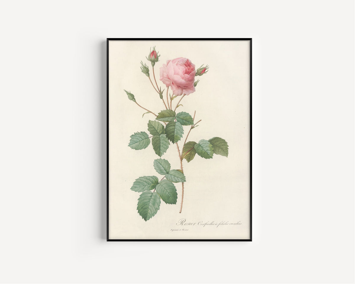 Framed art print of Les Roses: Rosa Centifolia Crenata by Pierre-Joseph Redouté, in a slim black frame on a plain white wall