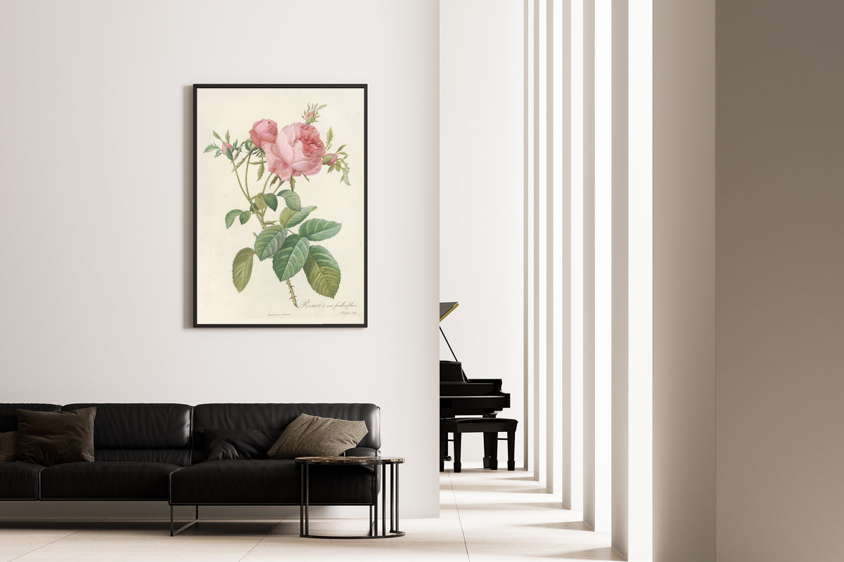 Framed art print of Les Roses: Rosa Centifolia Foliacea by Pierre-Joseph Redouté, on the wall of a minimal living room