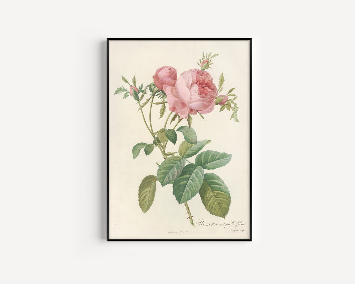 Framed art print of Les Roses: Rosa Centifolia Foliacea by Pierre-Joseph Redouté, in a slim black frame on a plain white wall