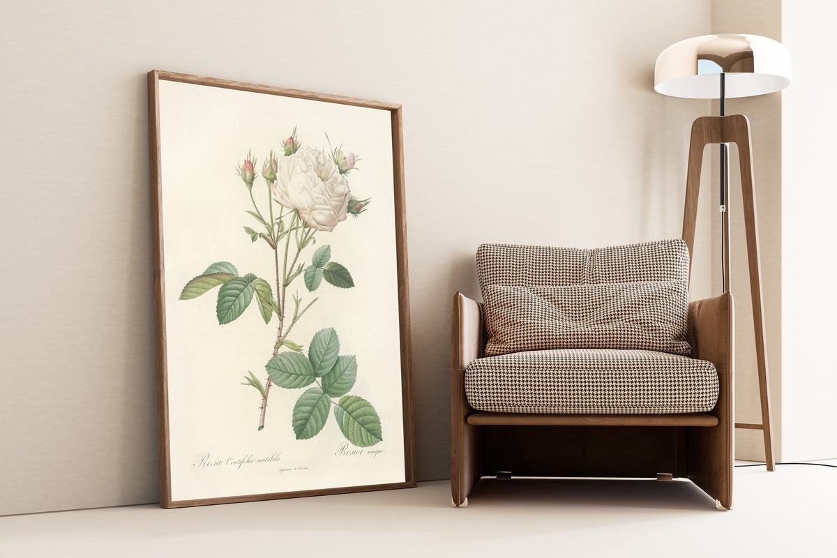 Framed art print of Les Roses: Rosa Centifolia Mutabilis by Pierre-Joseph Redouté, leaning against a wall beside an armchair and a floor lamp