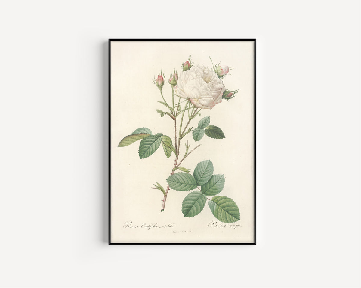 Framed art print of Les Roses: Rosa Centifolia Mutabilis by Pierre-Joseph Redouté, in a slim black frame on a plain white wall
