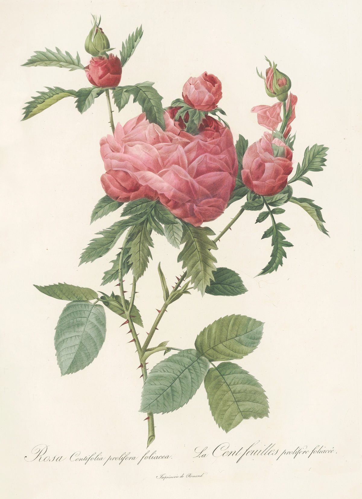 Les Roses: Rosa Centifolia Prolifera Foliacea by Pierre-Joseph Redouté — A full double rose in rose-pink ringed by cupped blooms and buds