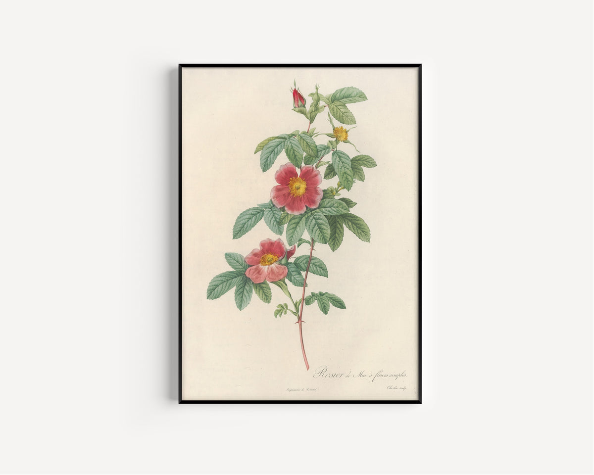 Framed art print of Les Roses: Rosa Cinnamomea Flore Simplici by Pierre-Joseph Redouté, in a slim black frame on a plain white wall
