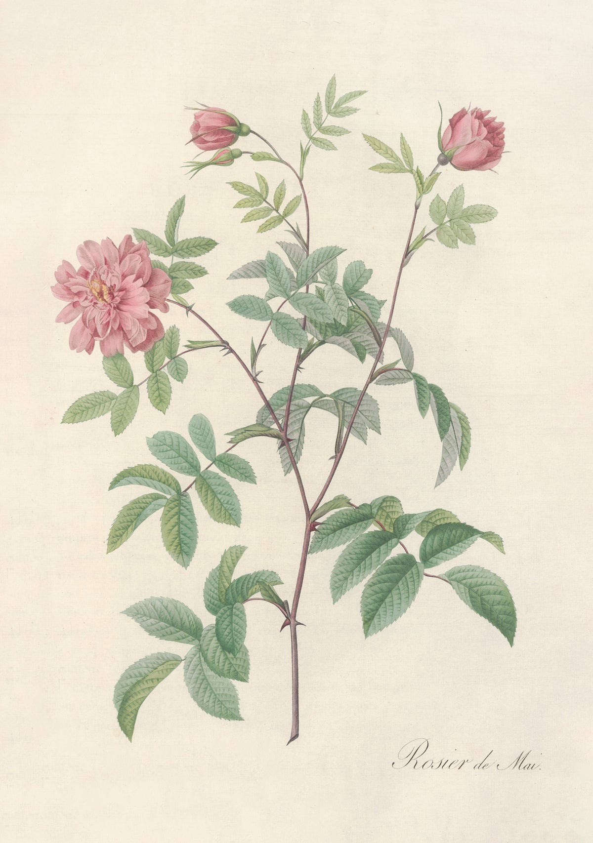 Les Roses: Rosa Cinnamomea Maialis by Pierre-Joseph Redouté — A frilled pink rose and three buds on slender red-brown stems