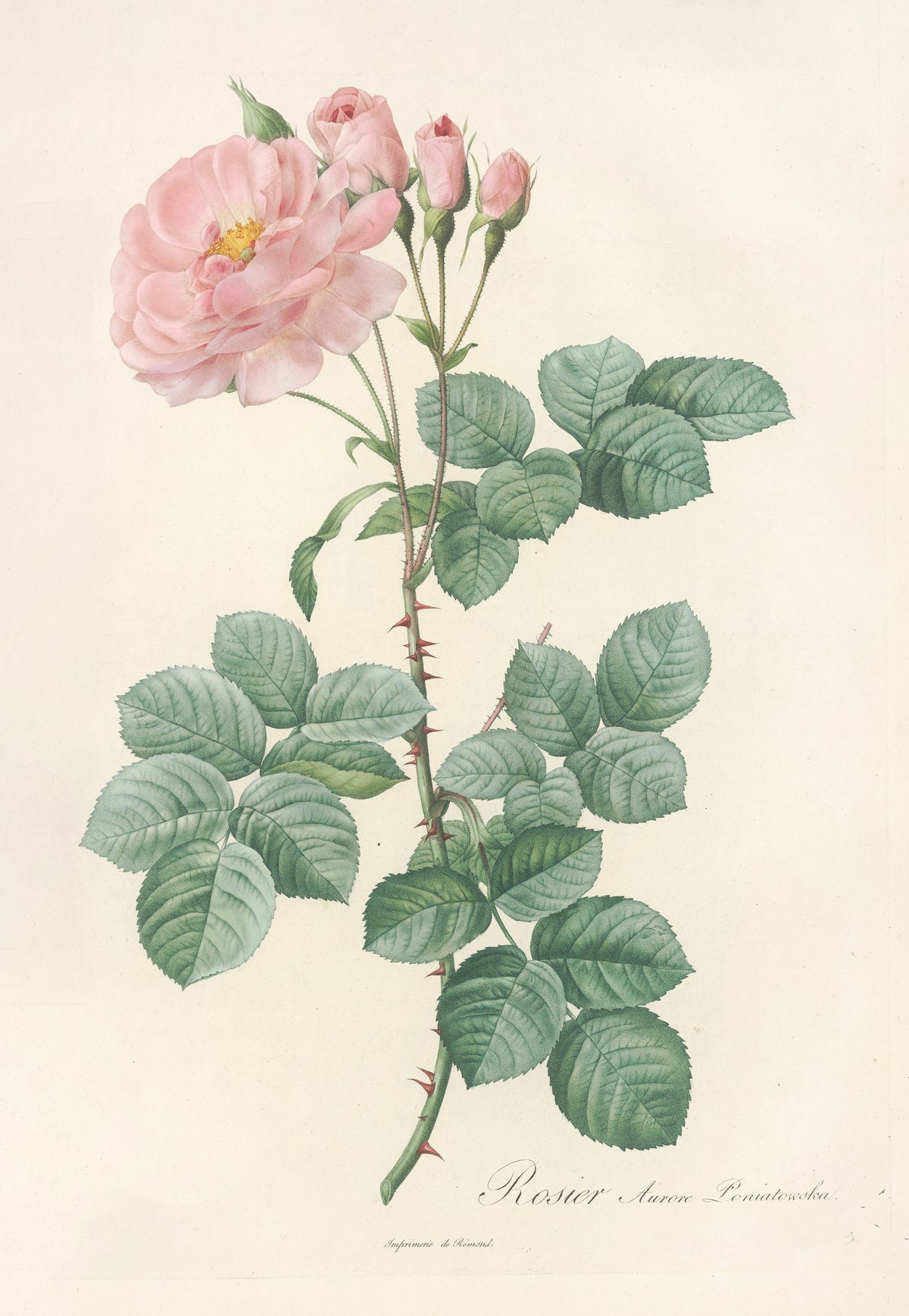 Les Roses: Rosa Damascena Aurora by Pierre-Joseph Redouté — A soft pink semi-double rose with four buds on a thorned stem
