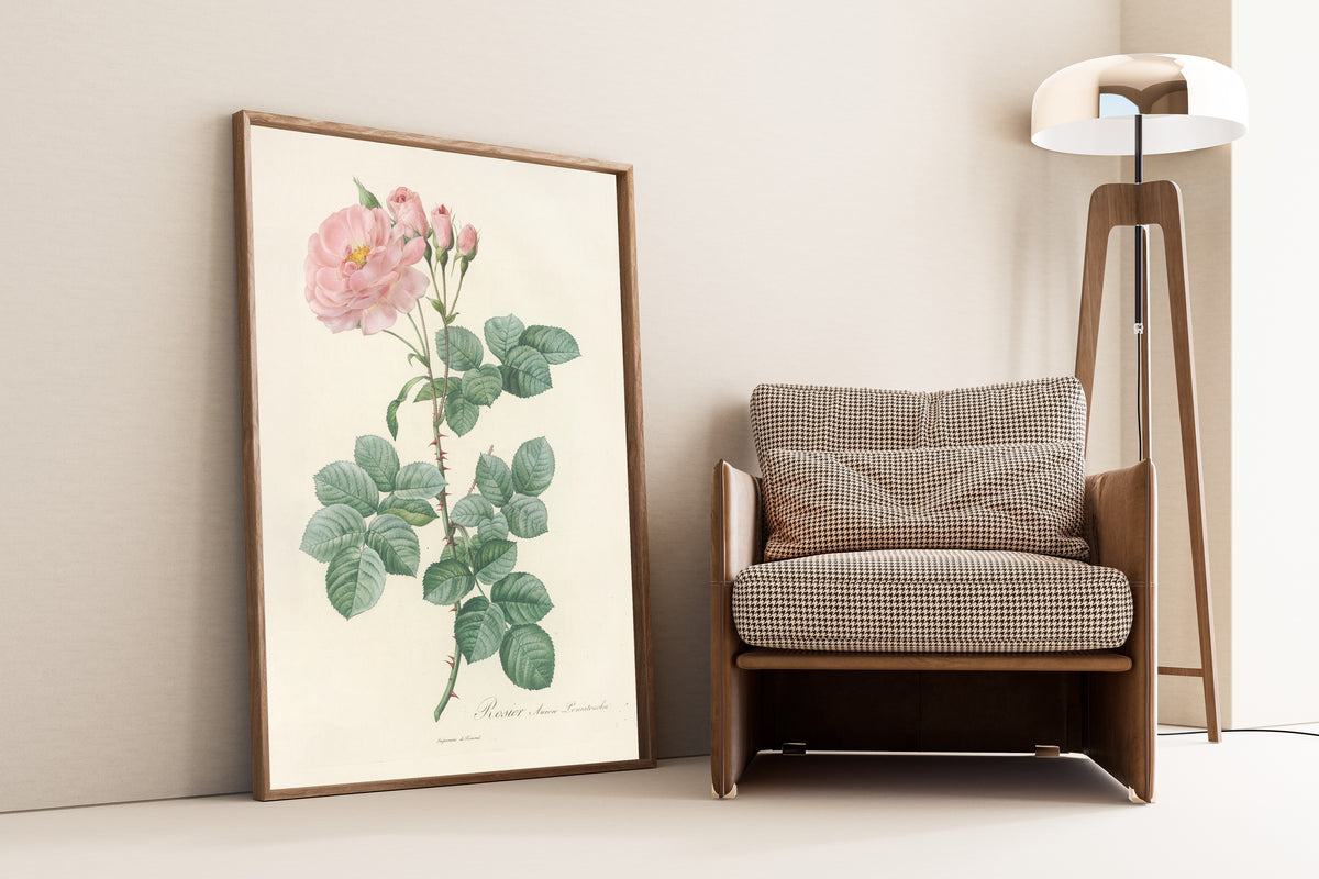 Framed art print of Les Roses: Rosa Damascena Aurora by Pierre-Joseph Redouté, leaning against a wall beside an armchair and a floor lamp