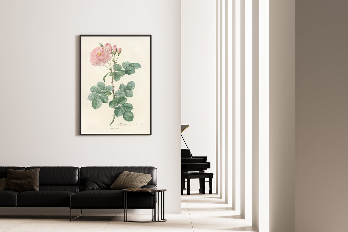 Framed art print of Les Roses: Rosa Damascena Aurora by Pierre-Joseph Redouté, on the wall of a minimal living room