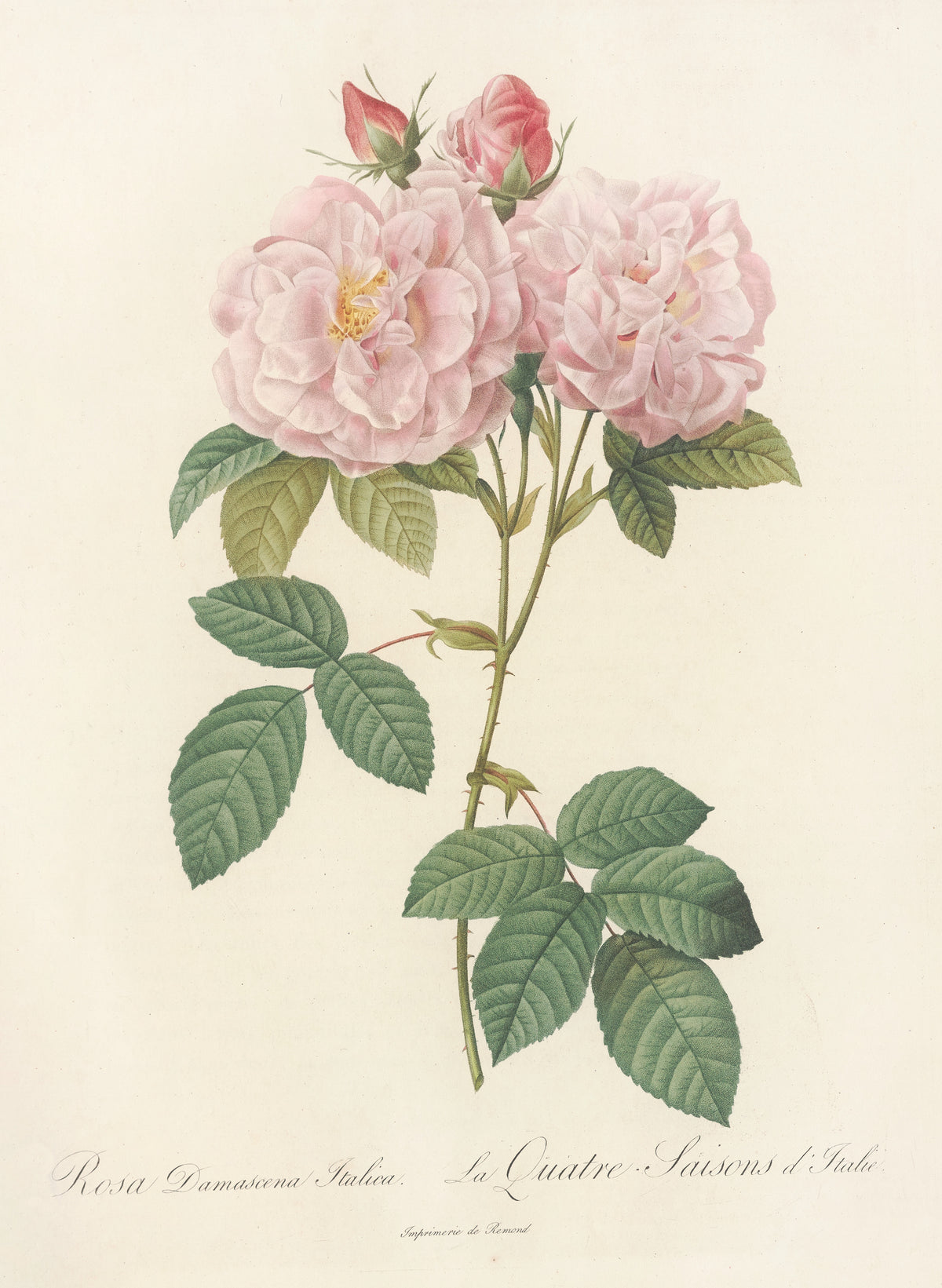 Les Roses: Rosa Damascena Italica by Pierre-Joseph Redouté — Two full soft pink double roses with two buds above dark leaves