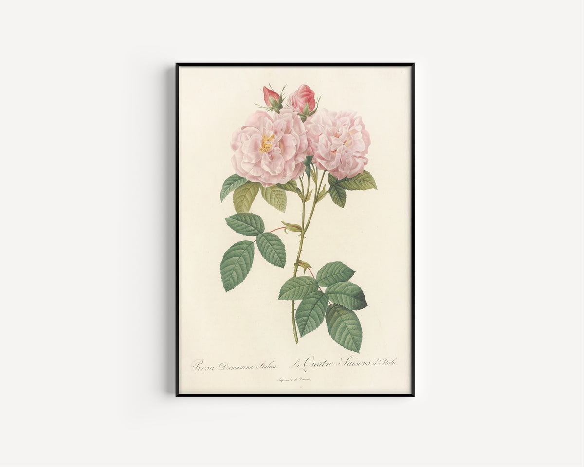 Framed art print of Les Roses: Rosa Damascena Italica by Pierre-Joseph Redouté, in a slim black frame on a plain white wall