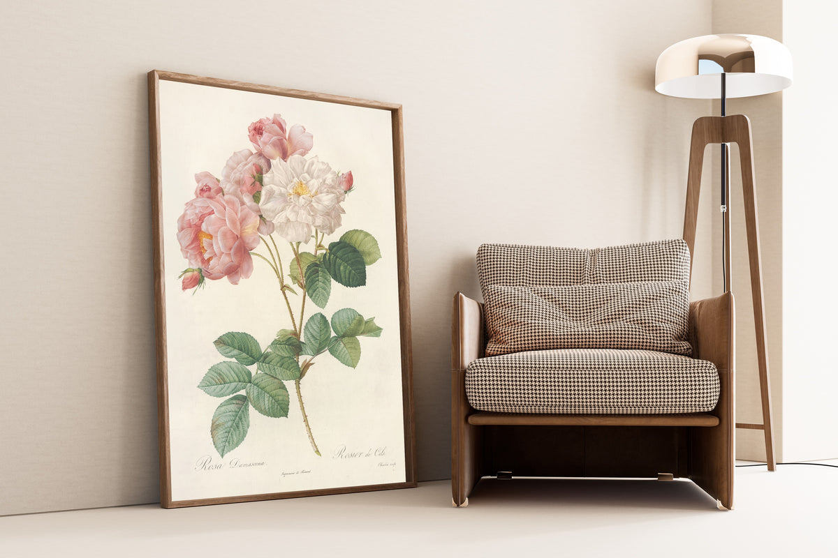 Pierre-Joseph Redouté — Les Roses: Rosa Damascena (Rosier de Cels) | Botanical Illustration Print