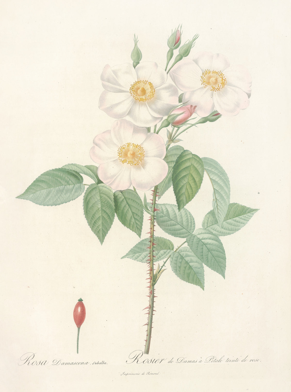 Les Roses: Rosa Damascena Subalba by Pierre-Joseph Redouté — Three white single roses touched with pink above a lone red hip