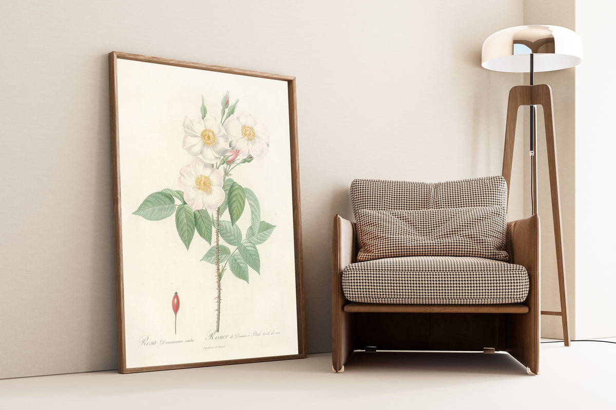 Framed art print of Les Roses: Rosa Damascena Subalba by Pierre-Joseph Redouté, leaning against a wall beside an armchair and a floor lamp