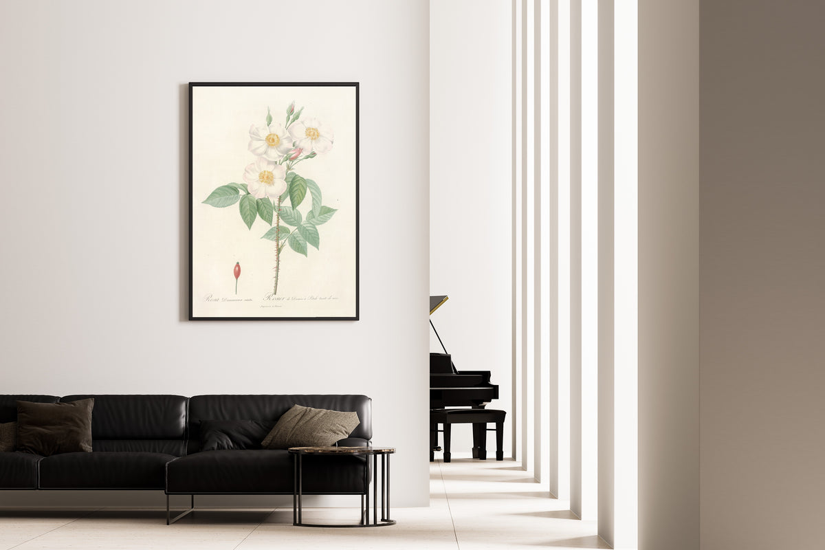 Framed art print of Les Roses: Rosa Damascena Subalba by Pierre-Joseph Redouté, on the wall of a minimal living room