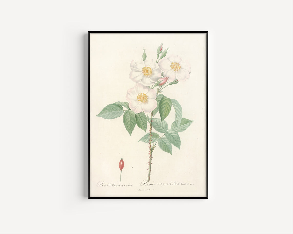 Framed art print of Les Roses: Rosa Damascena Subalba by Pierre-Joseph Redouté, in a slim black frame on a plain white wall