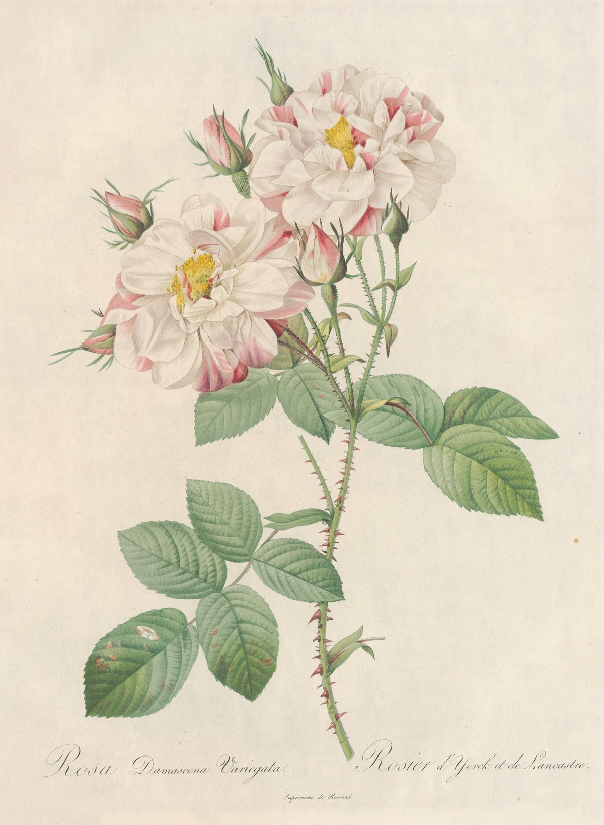 Les Roses: Rosa Damascena Variegata by Pierre-Joseph Redouté — White double roses flecked and streaked with pink, golden at the heart