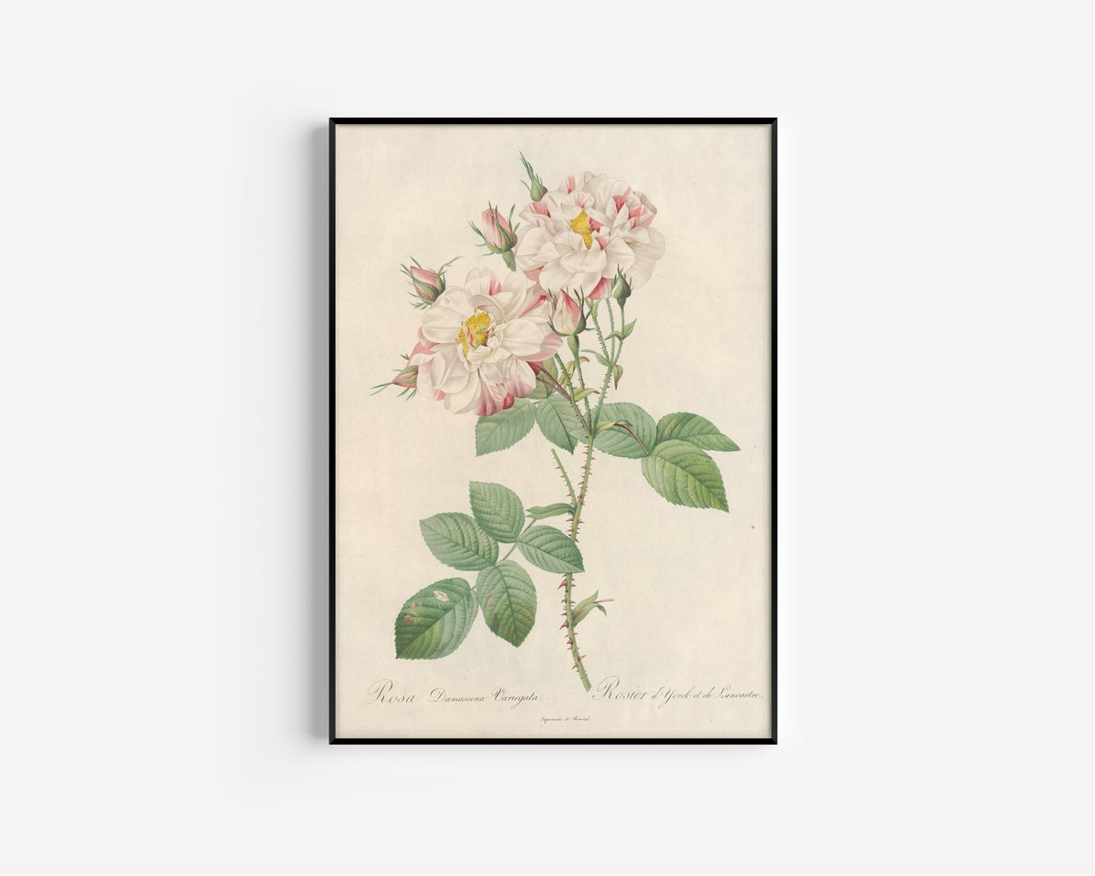 Framed art print of Les Roses: Rosa Damascena Variegata by Pierre-Joseph Redouté, in a slim black frame on a plain white wall