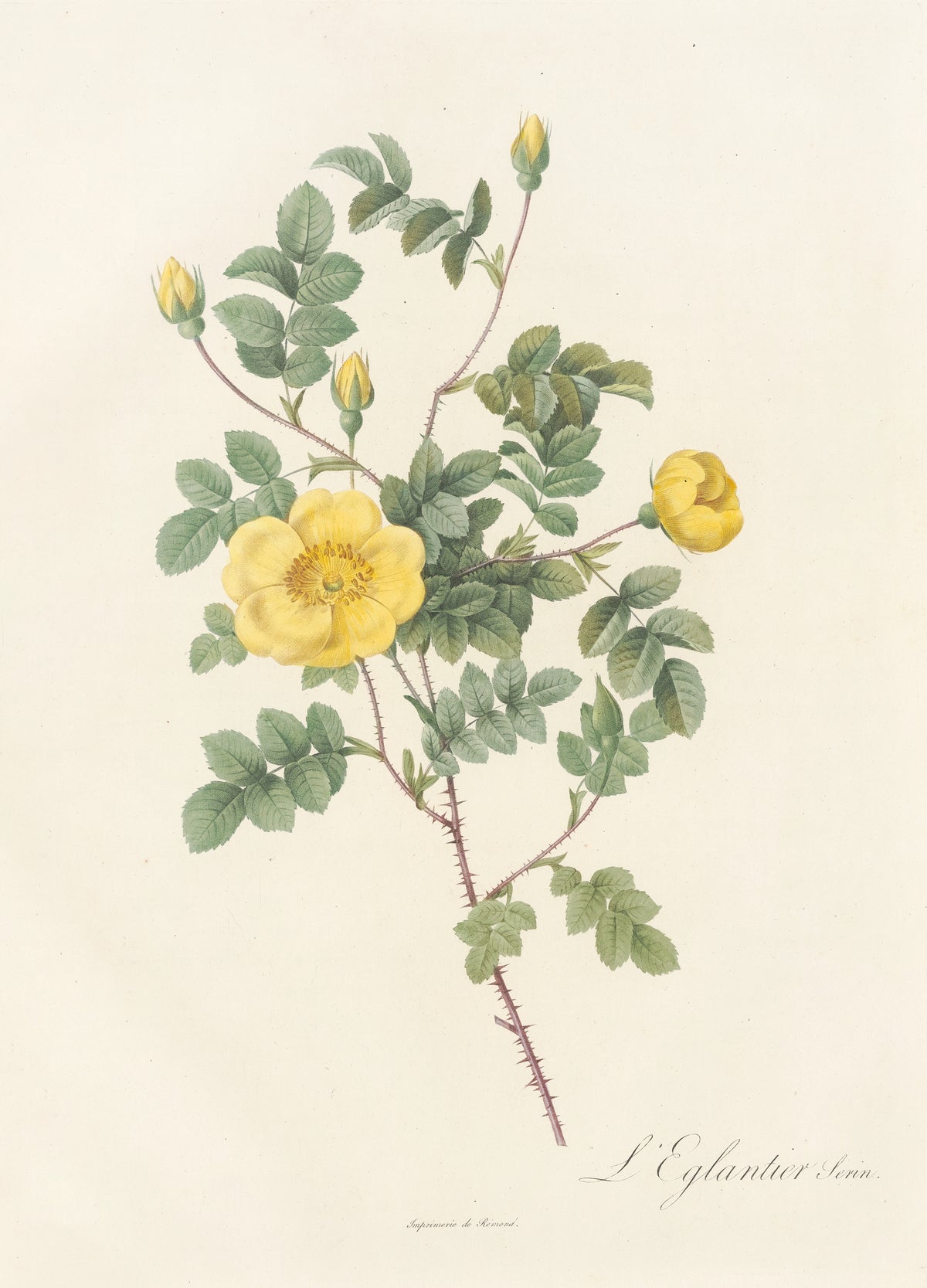 Les Roses: Rosa Eglanteria Luteola by Pierre-Joseph Redouté — A soft yellow single rose, a round bud and three yellow buds