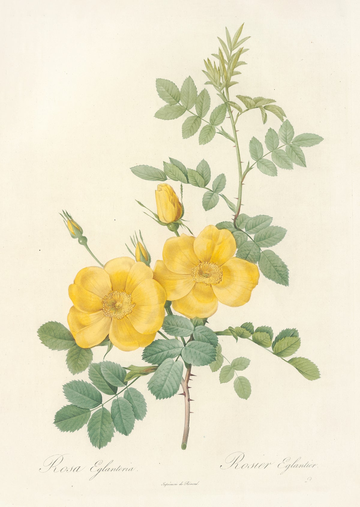 Les Roses: Rosa Eglanteria by Pierre-Joseph Redouté — Two golden-yellow single roses with three yellow-tipped buds