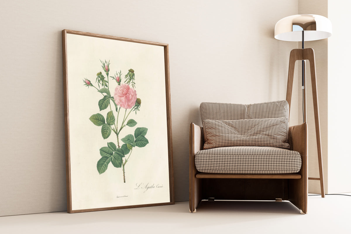 Framed art print of Les Roses: Rosa Gallica Agatha Incarnata by Pierre-Joseph Redouté, leaning against a wall beside an armchair and a floor lamp