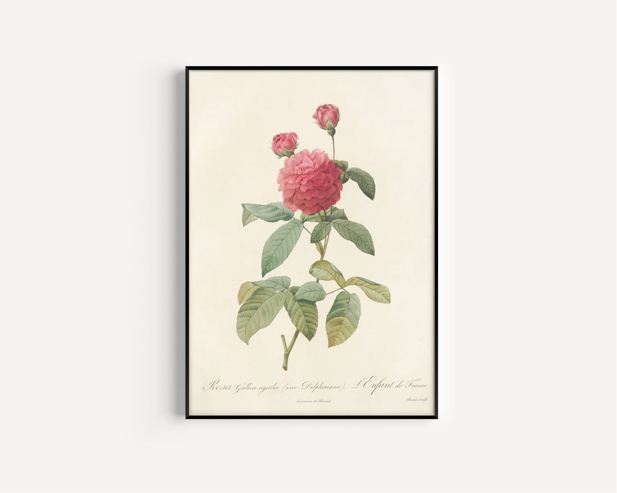 Framed art print of Les Roses: Rosa Gallica Agatha (Var. Delphiniana) by Pierre-Joseph Redouté, in a slim black frame on a plain white wall