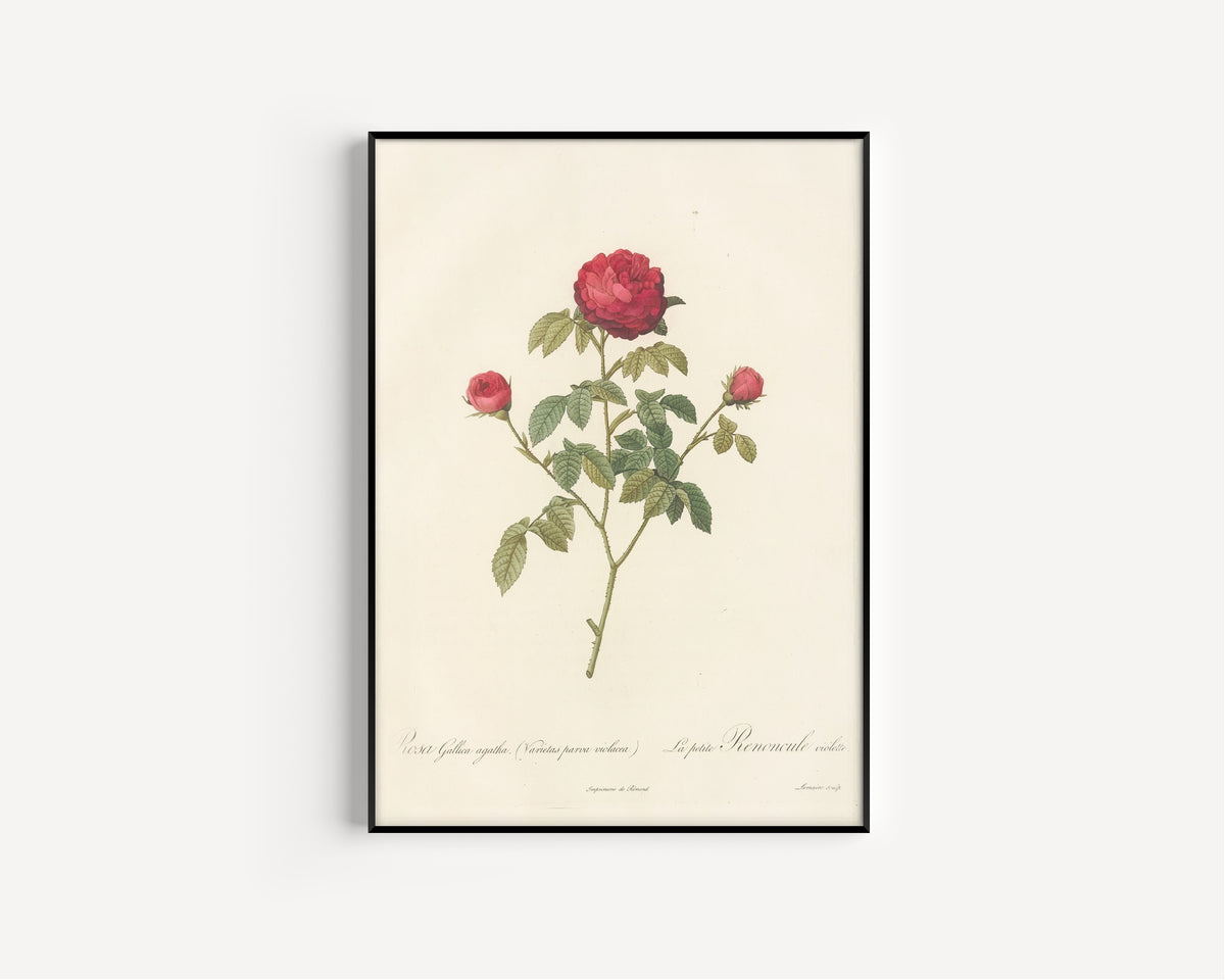 Framed art print of Les Roses: Rosa Gallica Agatha (Var. Parva Violacea) by Pierre-Joseph Redouté, in a slim black frame on a plain white wall