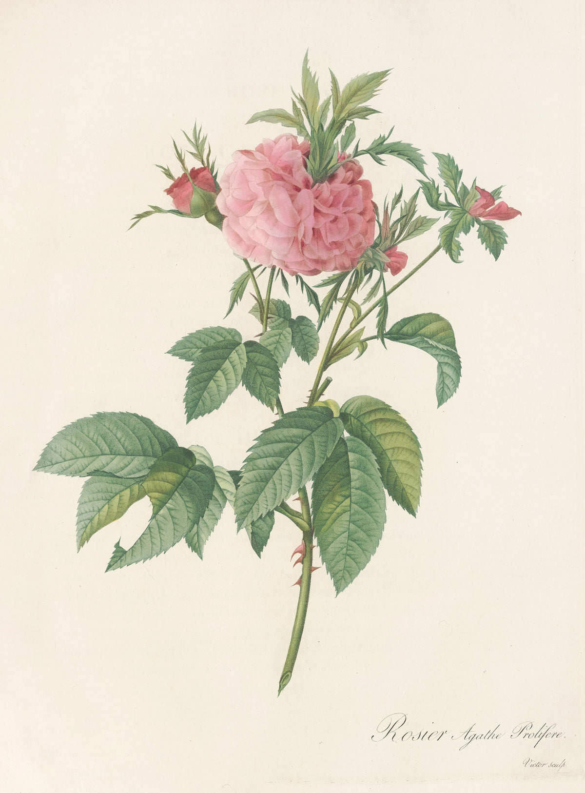 Les Roses: Rosa Gallica Agatha (Var. Prolifera) by Pierre-Joseph Redouté — A heaped pink double rose with a tuft of leaves rising from its heart