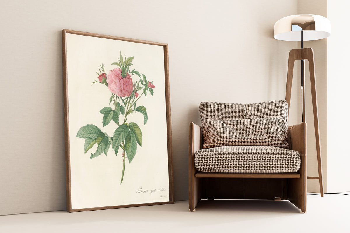 Framed art print of Les Roses: Rosa Gallica Agatha (Var. Prolifera) by Pierre-Joseph Redouté, leaning against a wall beside an armchair and a floor lamp