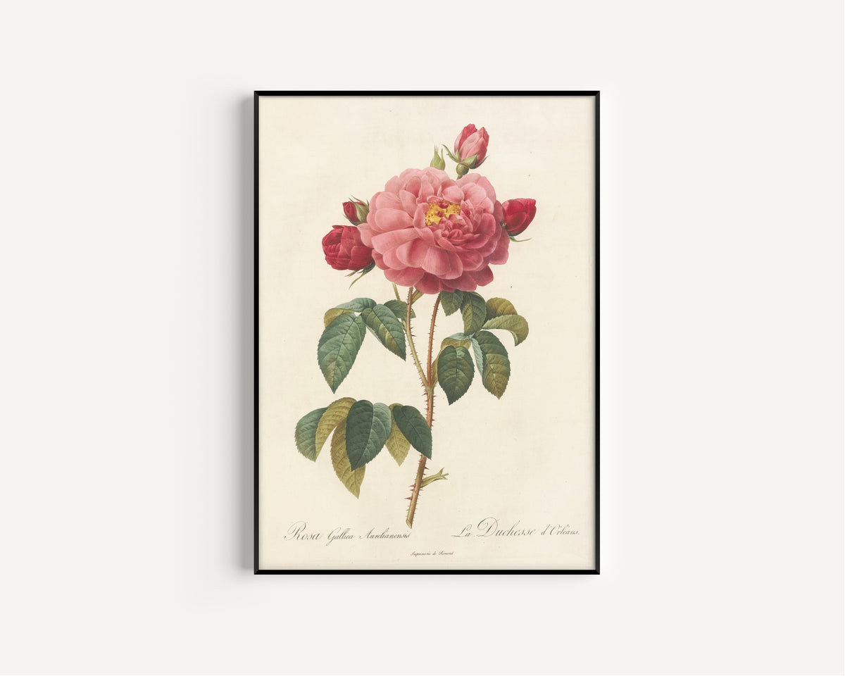 Pierre-Joseph Redouté — Les Roses: Rosa Gallica Aurelianensis (La Duchesse d'Orléans) | Botanical Illustration Print