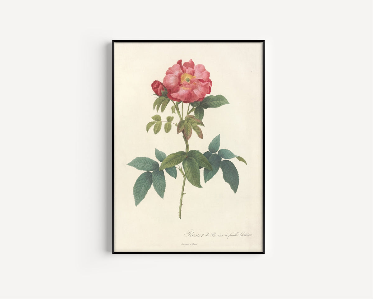 Framed art print of Les Roses: Rosa Gallica Caerulea by Pierre-Joseph Redouté, in a slim black frame on a plain white wall