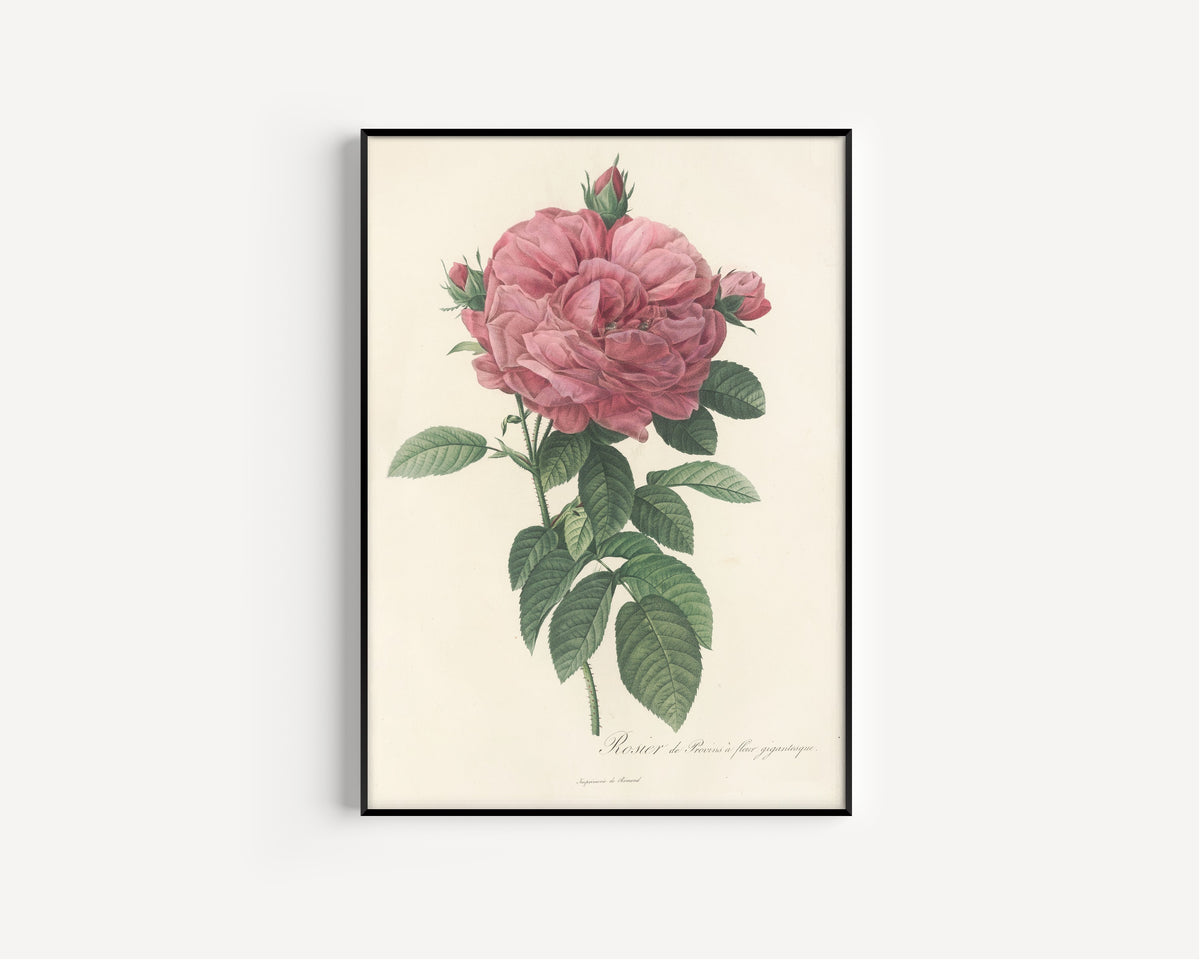 Framed art print of Les Roses: Rosa Gallica Flore giganteo by Pierre-Joseph Redouté, in a slim black frame on a plain white wall
