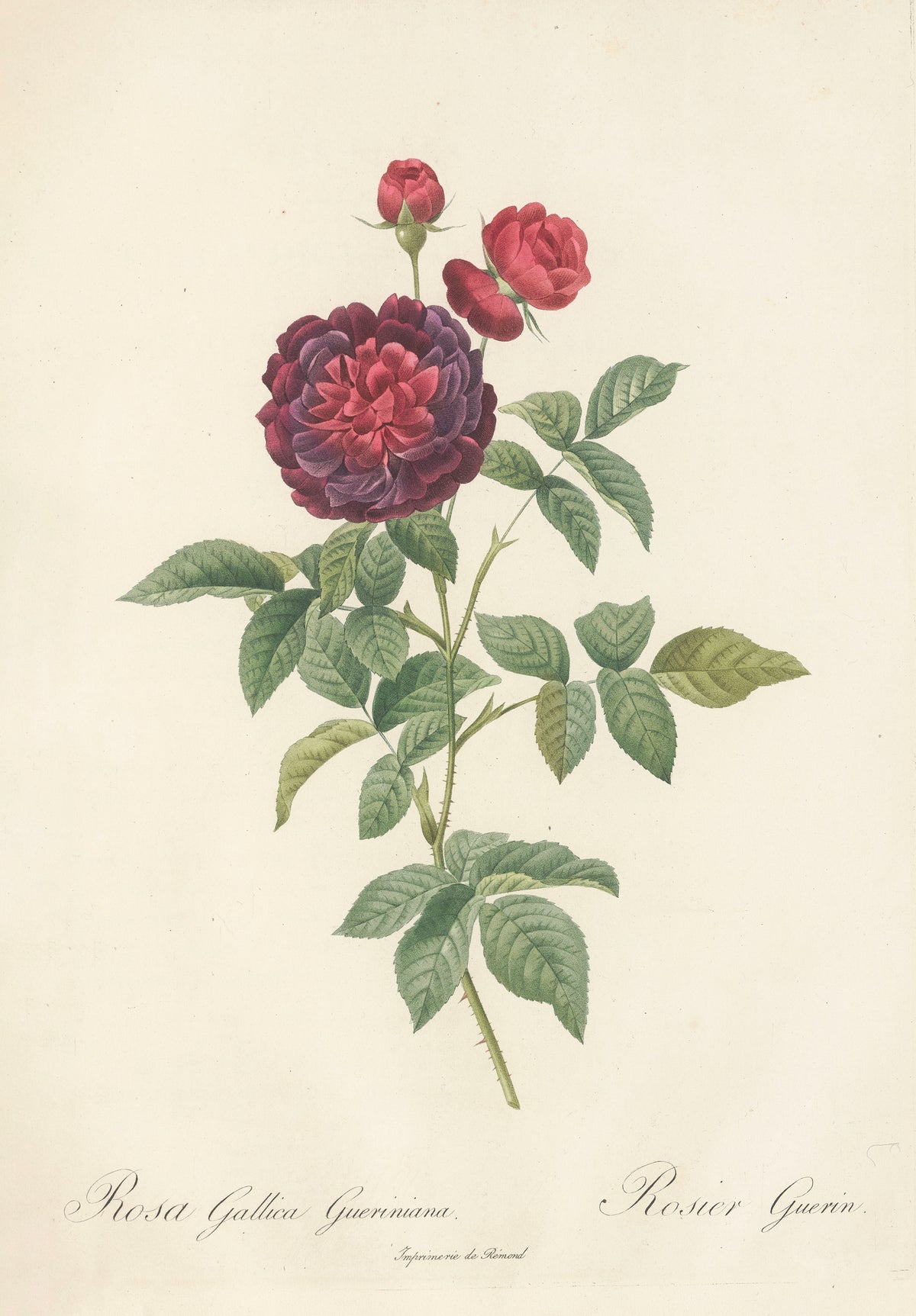 Les Roses: Rosa Gallica Gueriniana by Pierre-Joseph Redouté — A plum-purple double rose with a crimson heart and a second red bloom