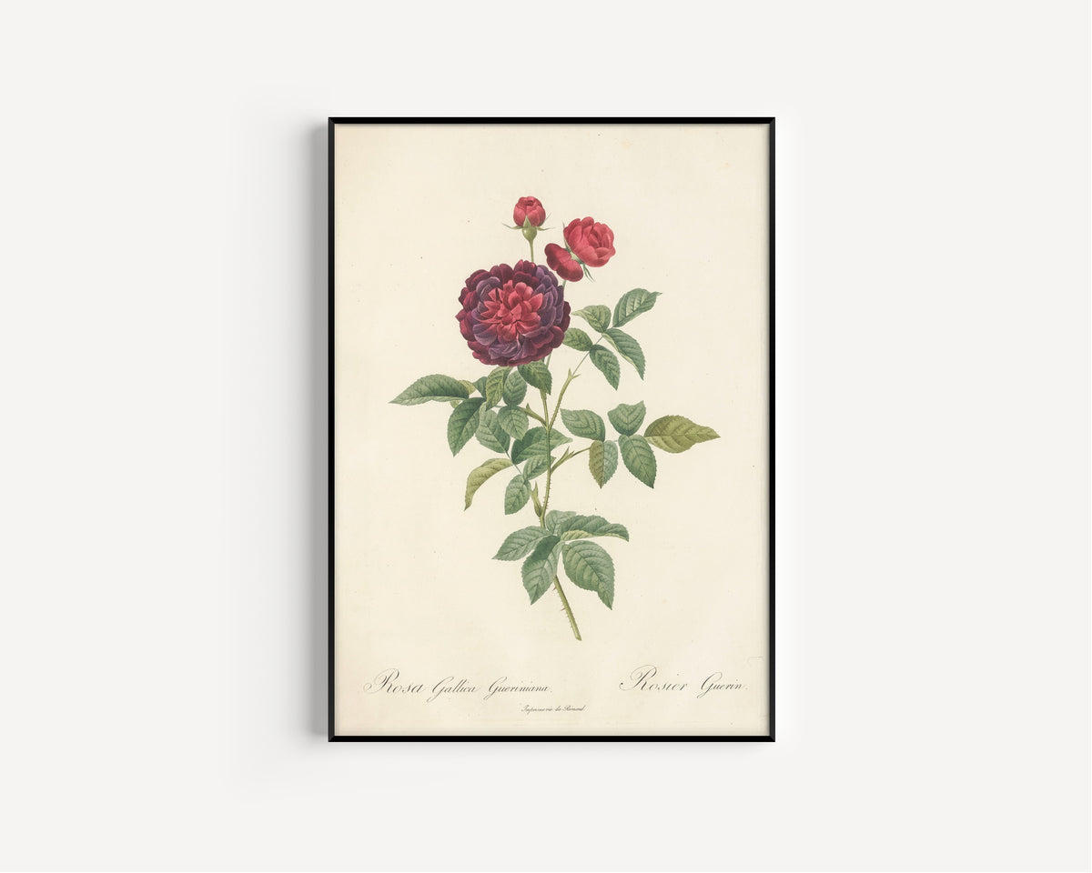 Framed art print of Les Roses: Rosa Gallica Gueriniana by Pierre-Joseph Redouté, in a slim black frame on a plain white wall