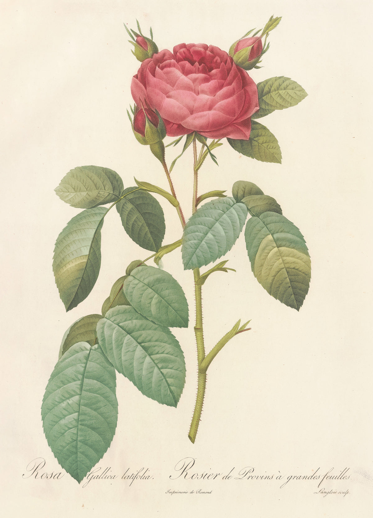 Les Roses: Rosa Gallica Latifolia by Pierre-Joseph Redouté — A full-petalled deep pink rose with three buds above broad leaves
