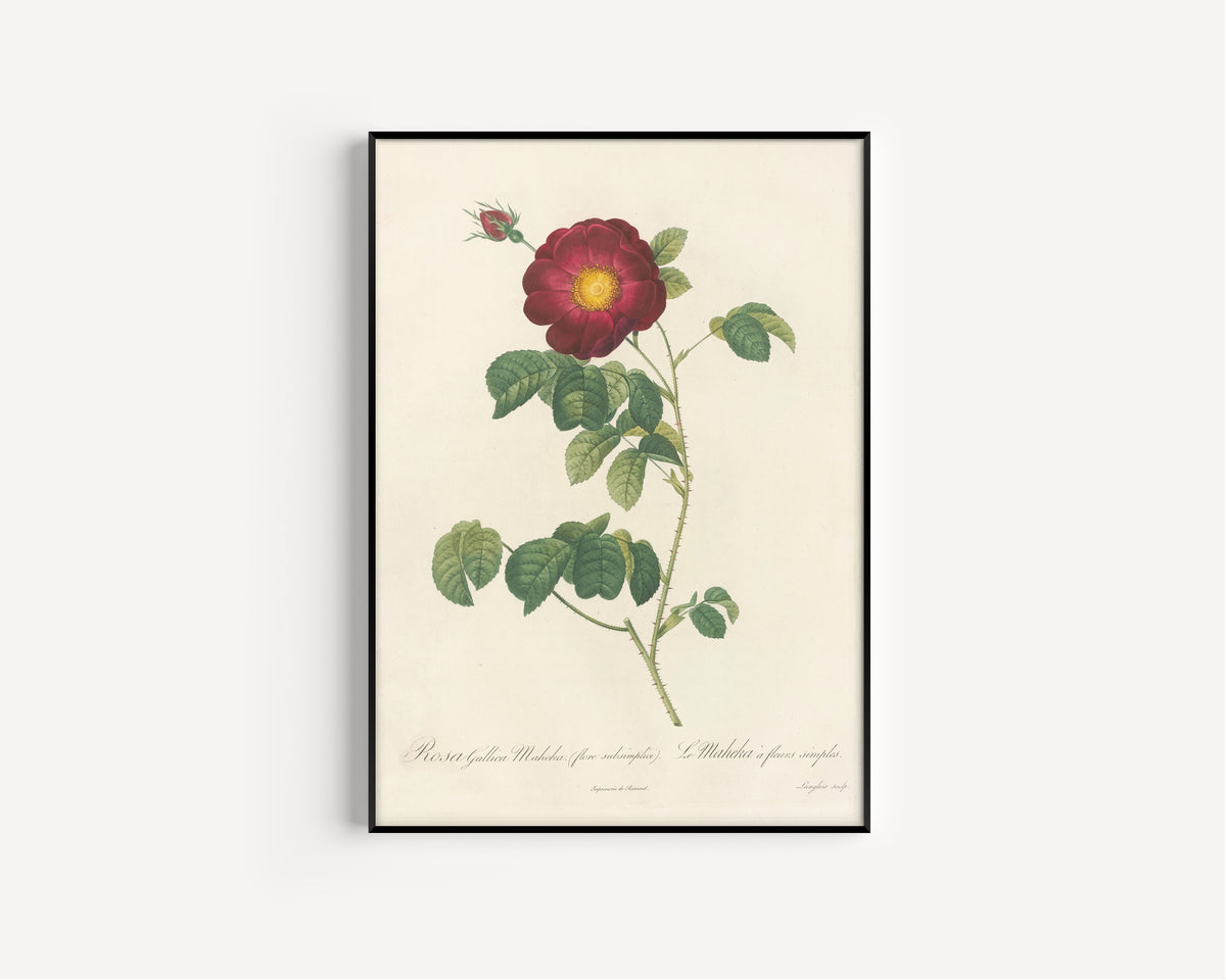 Pierre-Joseph Redouté — Les Roses: Rosa Gallica Maheka (Flore Subsimplici) | Botanical Illustration Print
