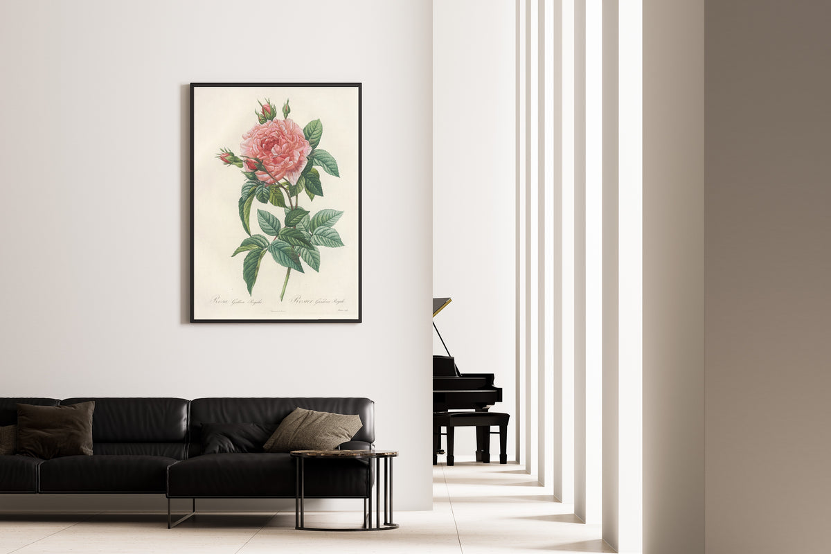 Pierre-Joseph Redouté — Les Roses: Rosa Gallica Regalis | Botanical Illustration Print
