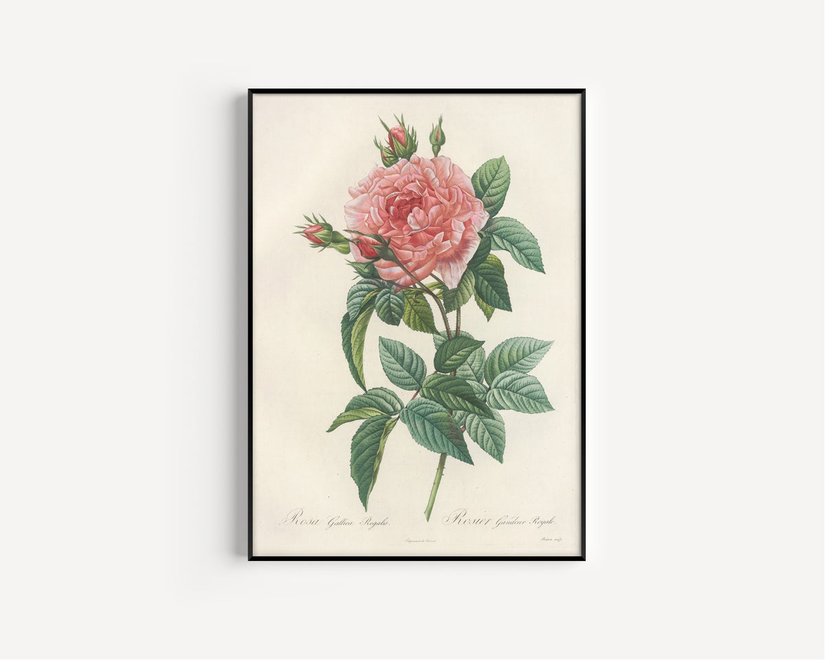Pierre-Joseph Redouté — Les Roses: Rosa Gallica Regalis | Botanical Illustration Print