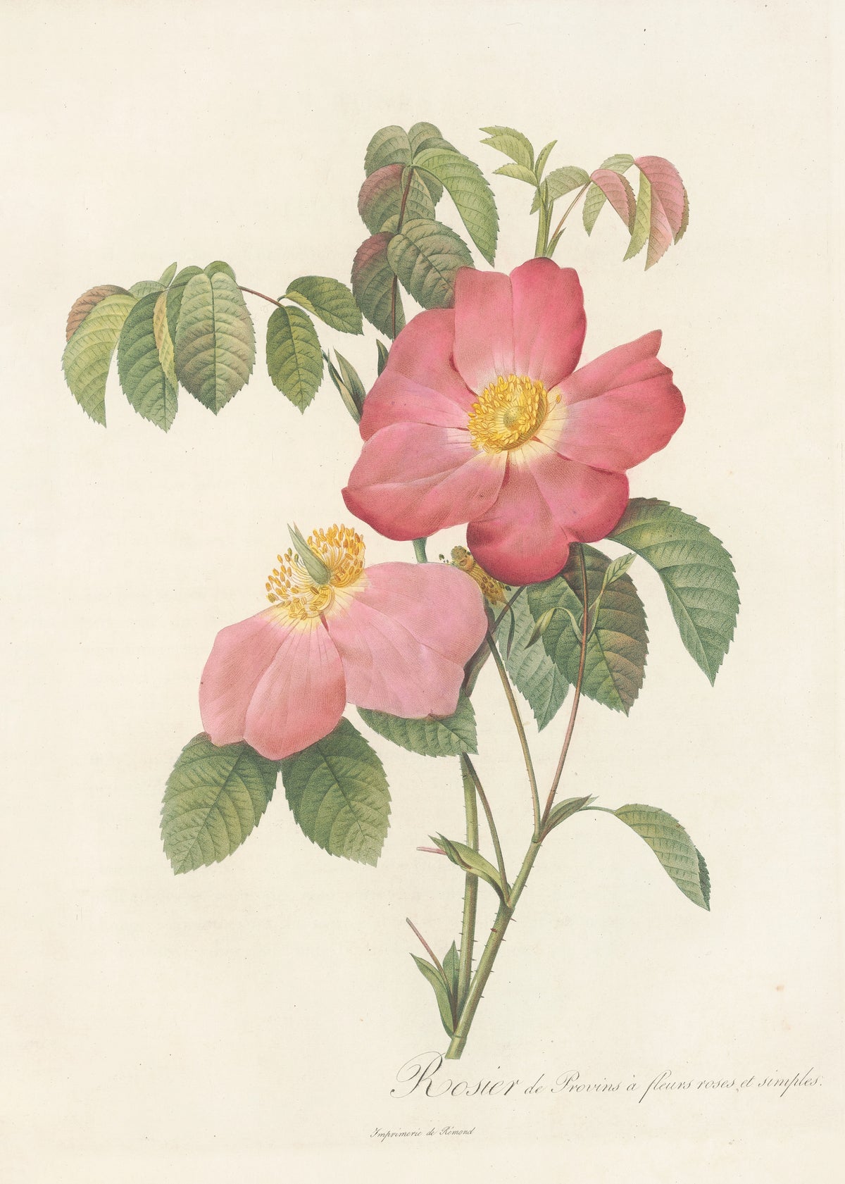 Les Roses: Rosa Gallica Rosea Flore Simplici by Pierre-Joseph Redouté — Two open pink single roses with golden hearts and pink-flushed leaves