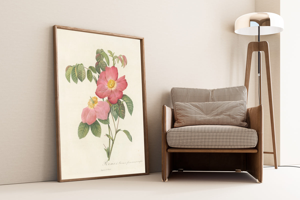 Framed art print of Les Roses: Rosa Gallica Rosea Flore Simplici by Pierre-Joseph Redouté, leaning against a wall beside an armchair and a floor lamp