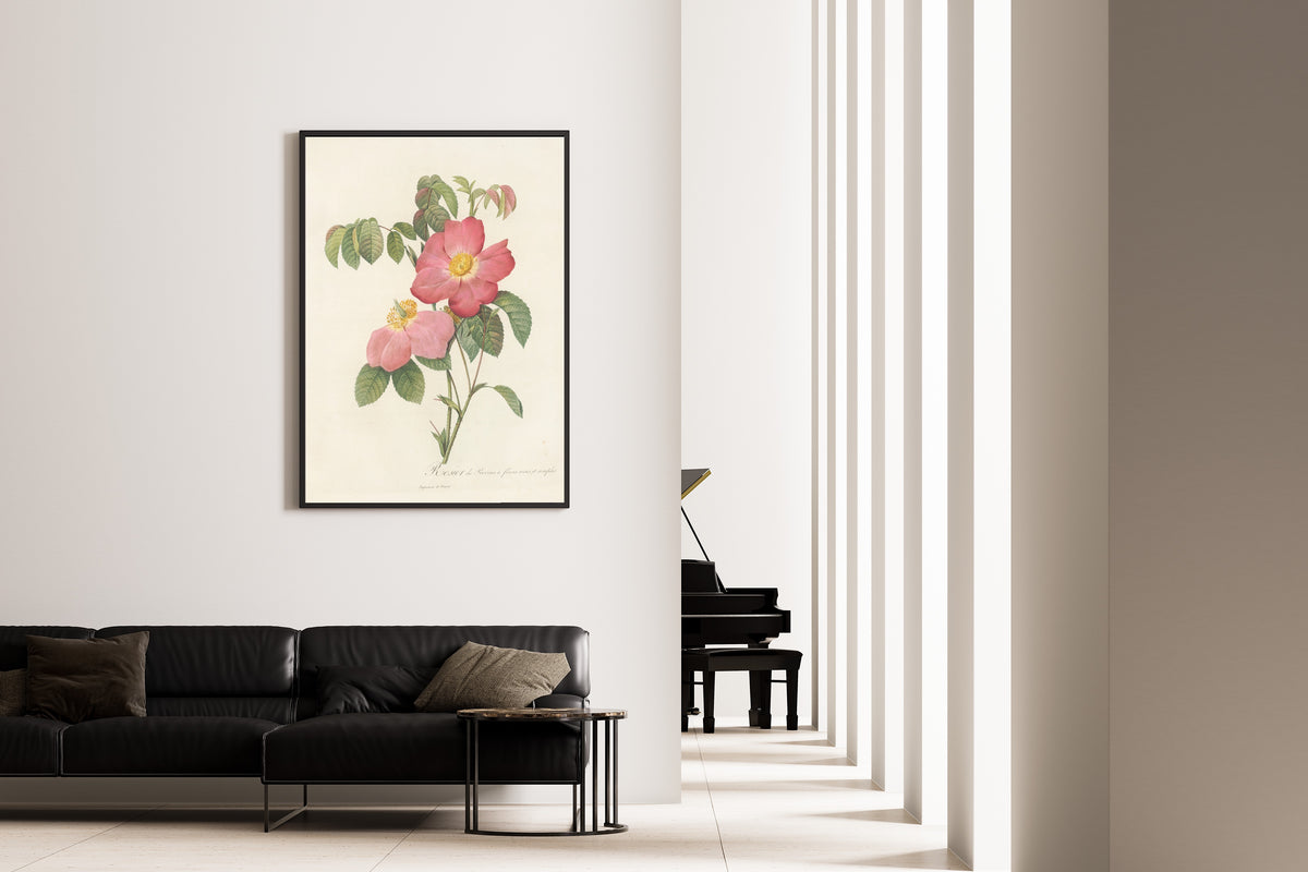 Framed art print of Les Roses: Rosa Gallica Rosea Flore Simplici by Pierre-Joseph Redouté, on the wall of a minimal living room