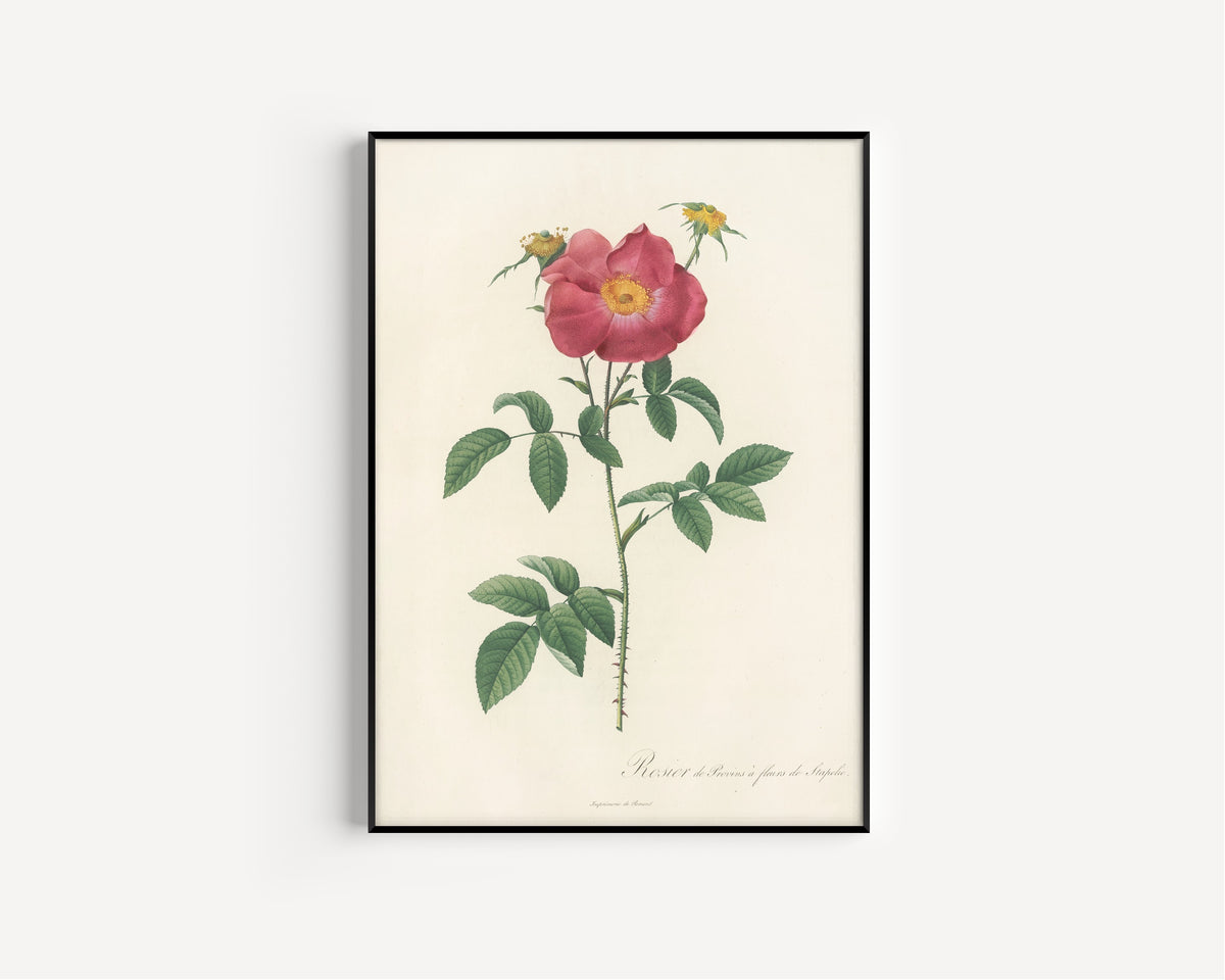 Framed art print of Les Roses: Rosa Gallica Stapeliae Flora by Pierre-Joseph Redouté, in a slim black frame on a plain white wall