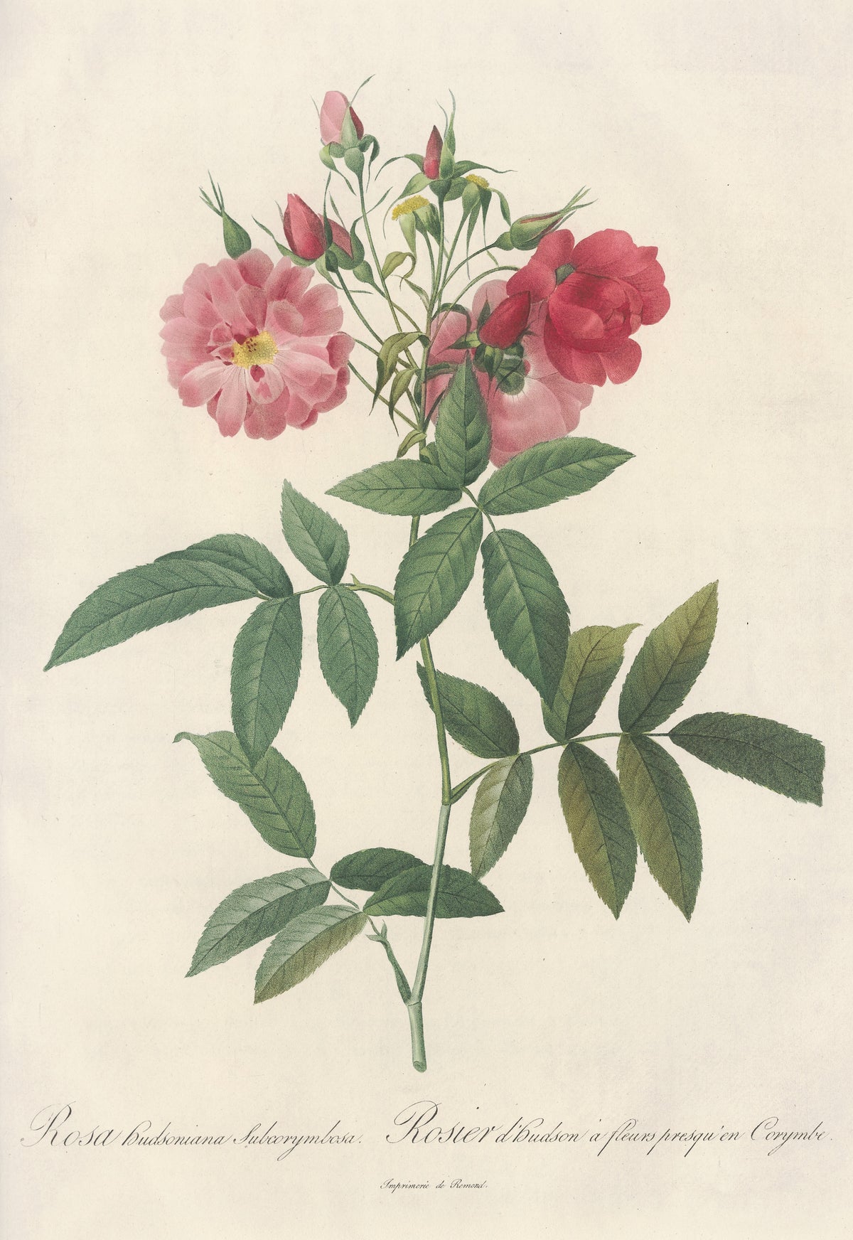 Les Roses: Rosa Hudsoniana Subcorymbosa by Pierre-Joseph Redouté — A pink and a crimson rose in a loose cluster of buds and long leaves