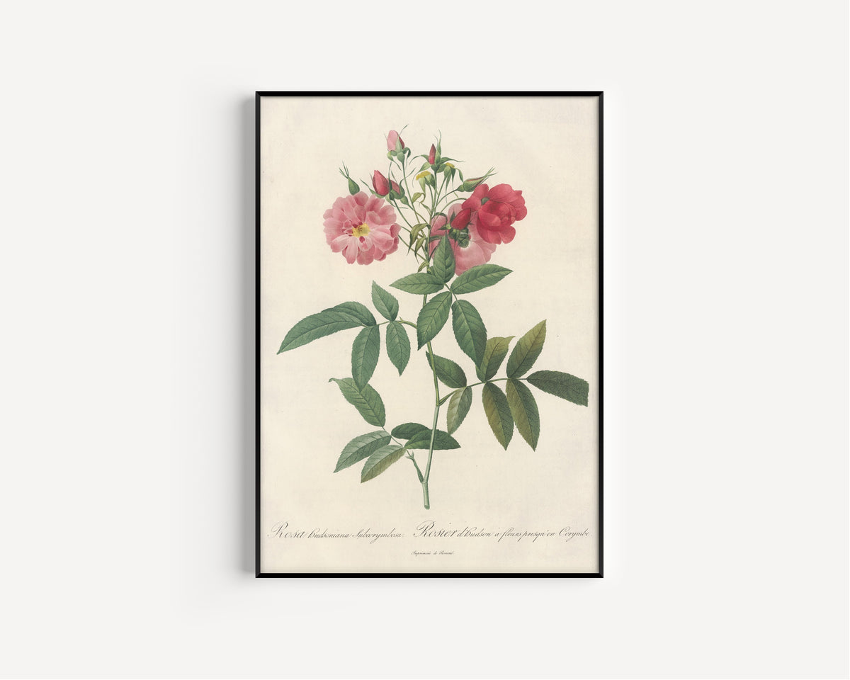Framed art print of Les Roses: Rosa Hudsoniana Subcorymbosa by Pierre-Joseph Redouté, in a slim black frame on a plain white wall