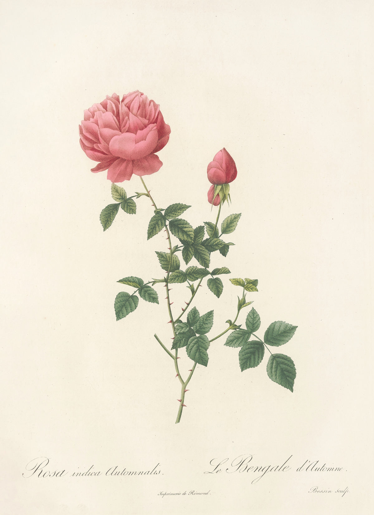 Les Roses: Rosa Indica Automnalis by Pierre-Joseph Redouté — A pink double rose and a deep pink bud on a slender thorned stem